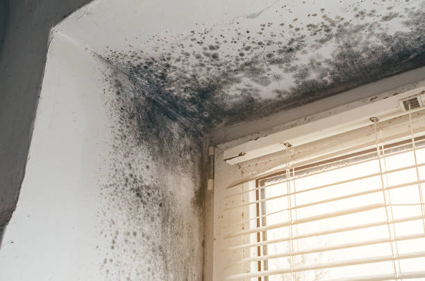 Trusted Commercial Mold Remediation service in Belleville, MI - Cheap Mold Removal