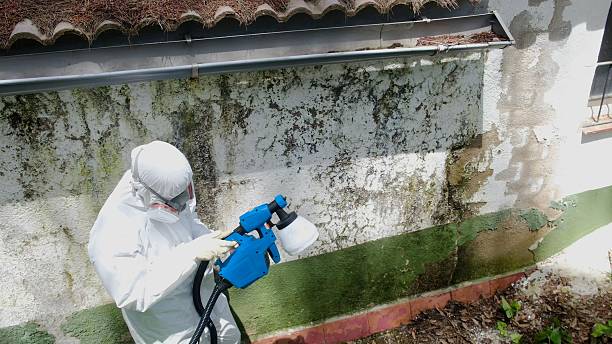 Trusted Black Mold Removal service in Belleville, MI - Cheap Mold Removal